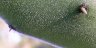 Opuntia tomentosa-5.jpg